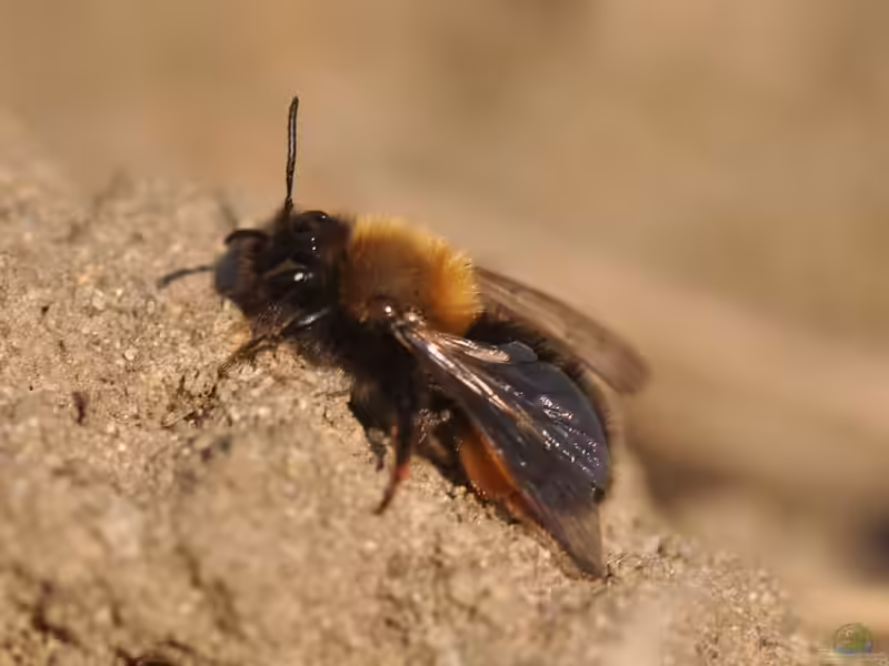 Andrena clarkella im Garten (Einrichtungsbeispiele mit Rotbeinige Lockensandbiene)