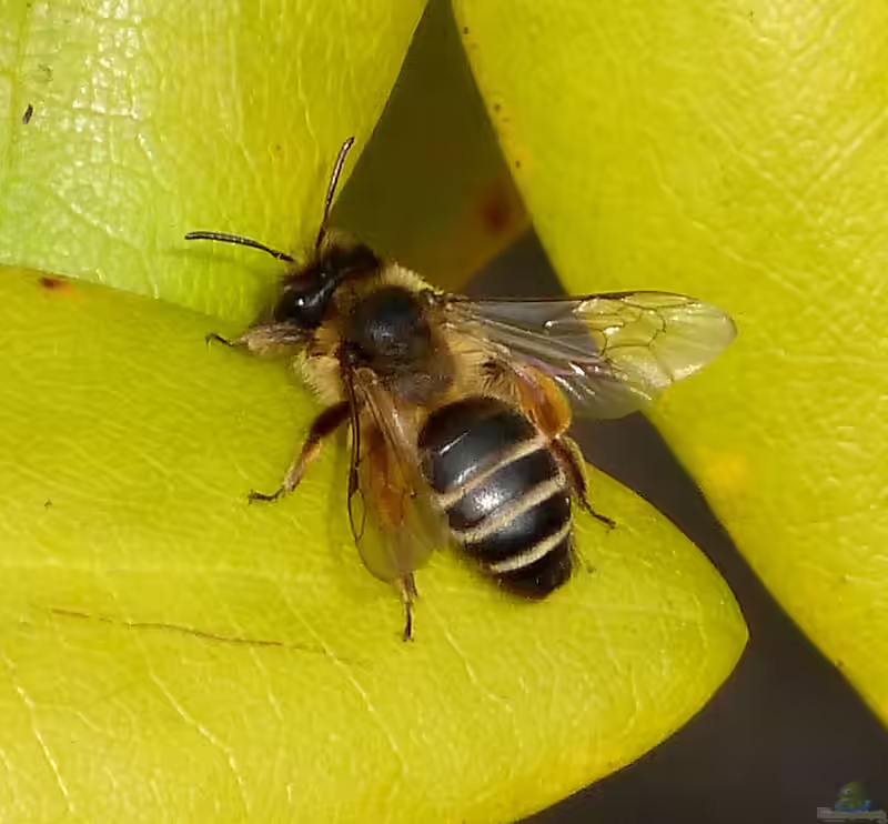 Andrena flavipes im Garten (Einrichtungsbeispiele mit Gemeine Sandbiene)
