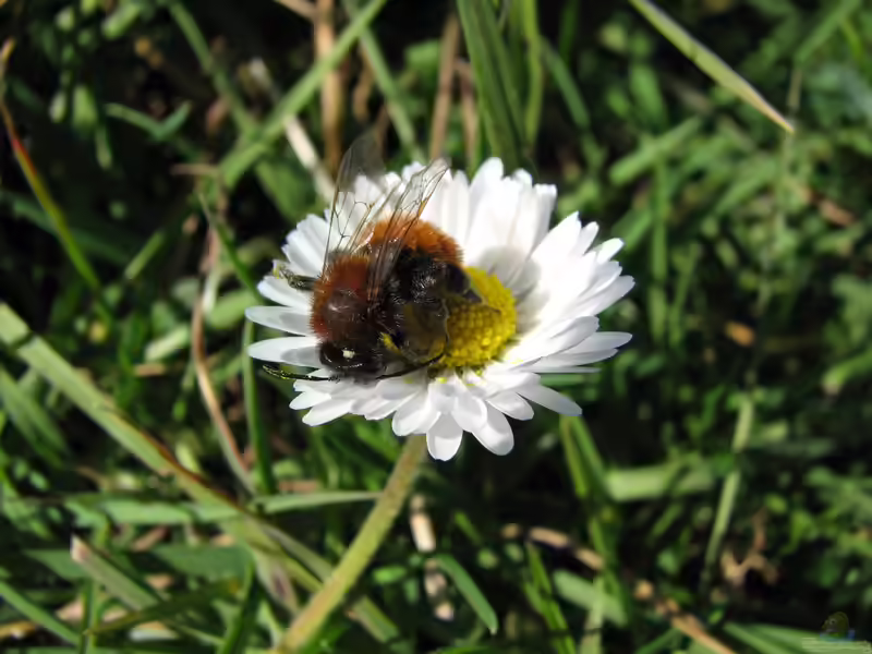 Andrena fulva im Garten (Einrichtungsbeispiele mit Rotpelzige Sandbiene)