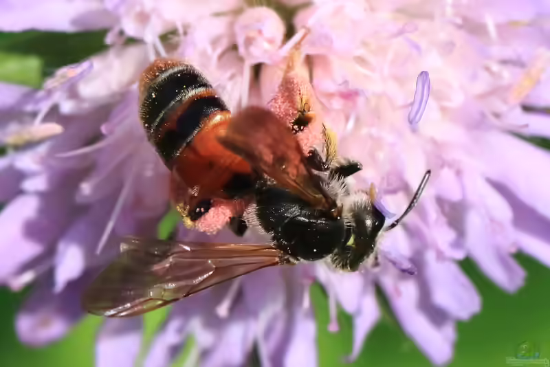 Andrena hattorfiana im Garten (Einrichtungsbeispiele mit Knautien-Sandbiene)