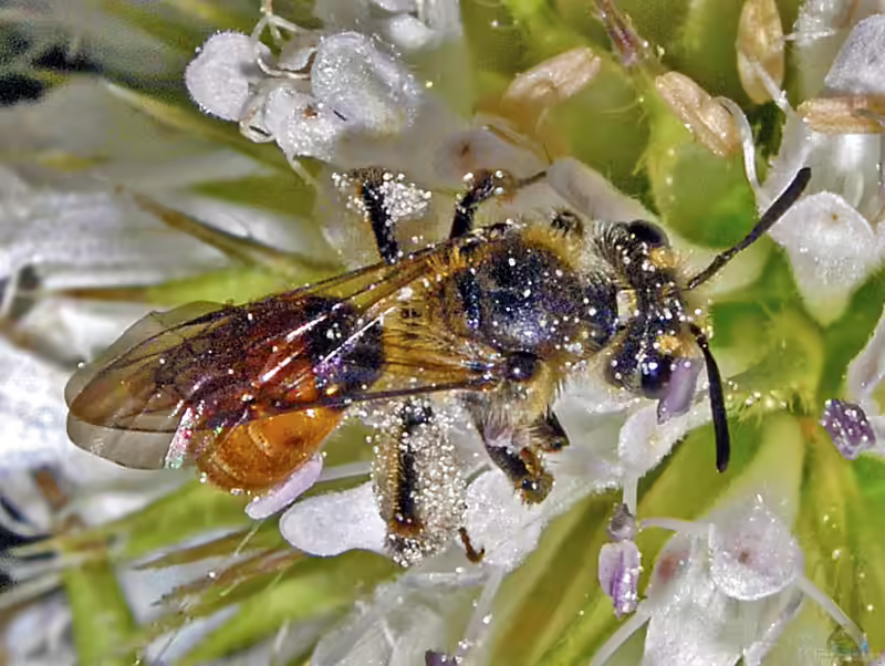 Andrena marginata im Garten (Einrichtungsbeispiele mit Skabiosen-Sandbiene)