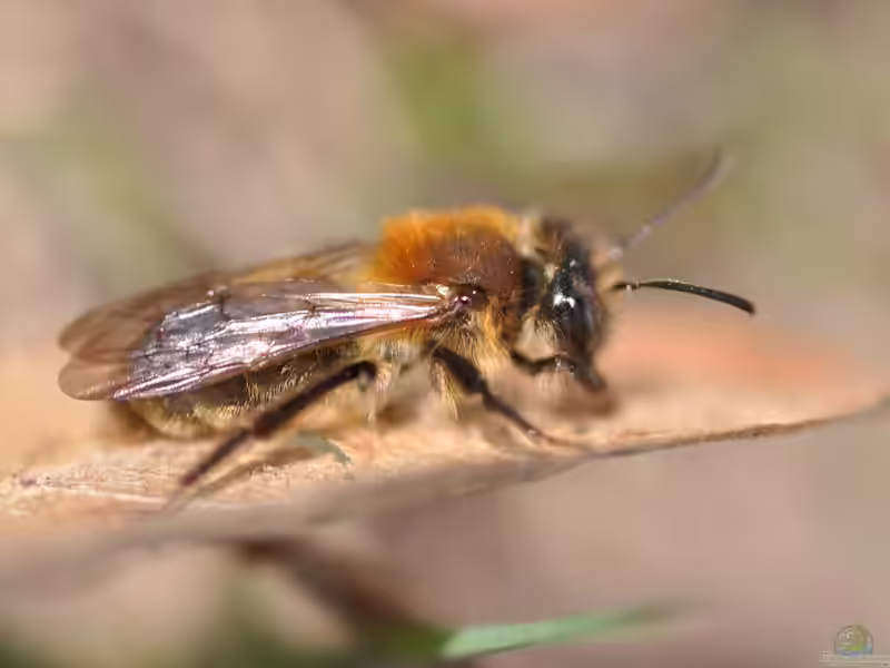 Andrena varians im Garten (Einrichtungsbeispiele mit Veränderliche Lockensandbiene)