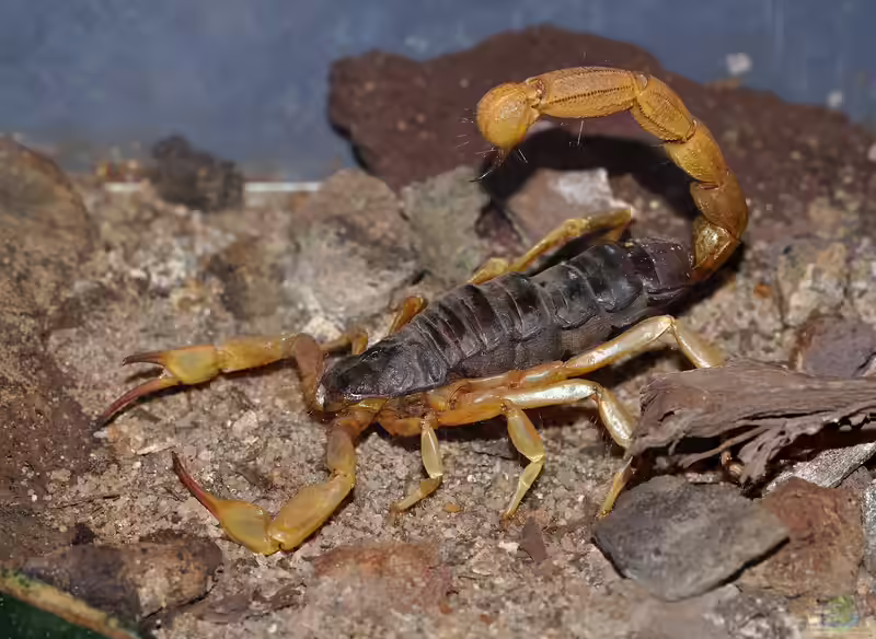 Androctonus australis im Terrarium halten (Einrichtungsbeispiele mit Afrikanischer Dickschwanzskorpion)