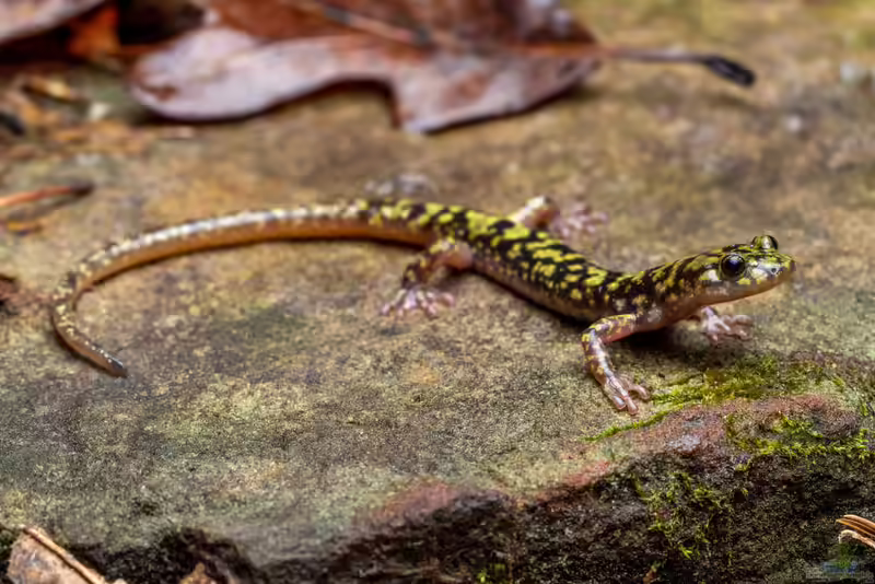 Aneides aeneus im Terrarium halten (Einrichtungsbeispiele mit Erzsalamander)