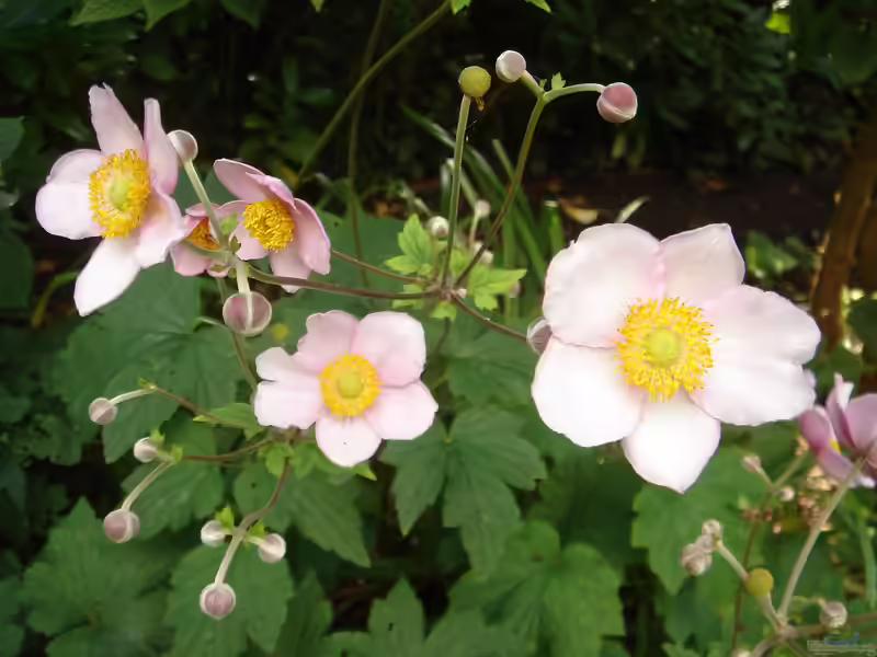 Anemone japonica im Garten pflanzen (Einrichtungsbeispiele mit Japan-Herbst-Anemone)