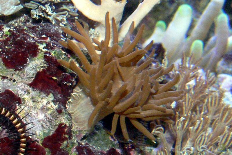 Anemonia manjano im Aquarium halten (Einrichtungsbeispiele für Feueranemone)  - Anemonia-manjanoaquarium