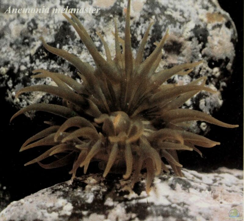 Anemonia melanaster im Aquarium halten (Einrichtungsbeispiele für Sargasso Anemone)  - Anemonia-melanaster-slnkaquarium