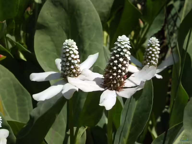 Anemopsis californica am Gartenteich (Einrichtungsbeispiele mit Kalifornische Scheinmohnblume)
