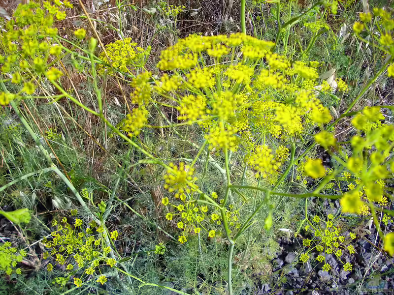 Anethum graveolens am Gartenteich (Einrichtungsbeispiele mit Dill)