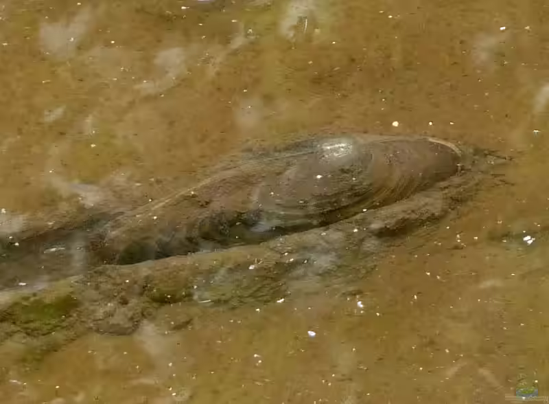 Anodonta cygnea im Teich halten (Einrichtunsbeispiele für Große Teichmuschel)