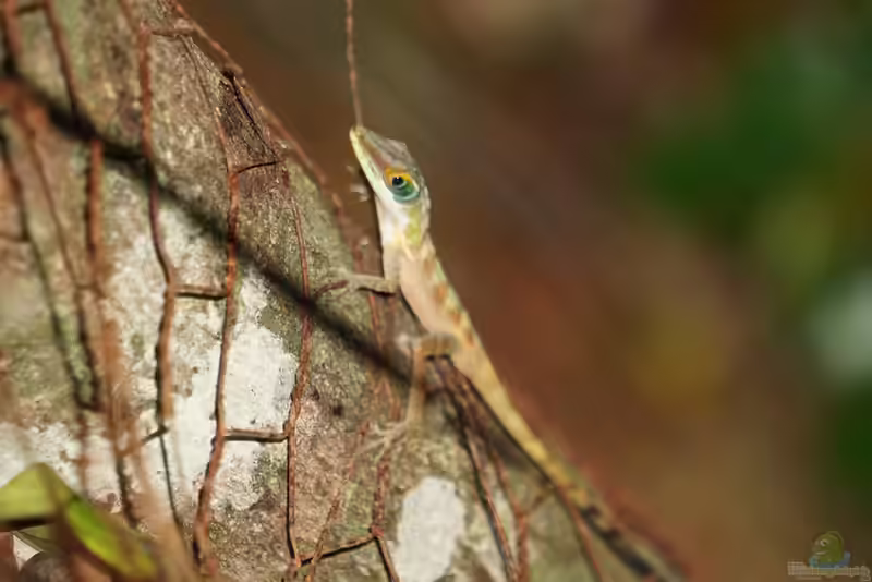 Anolis bahorucoensis im Terrarium halten (Einrichtungsbeispiele mit Langschnäuziger Baoruco-Anolis)