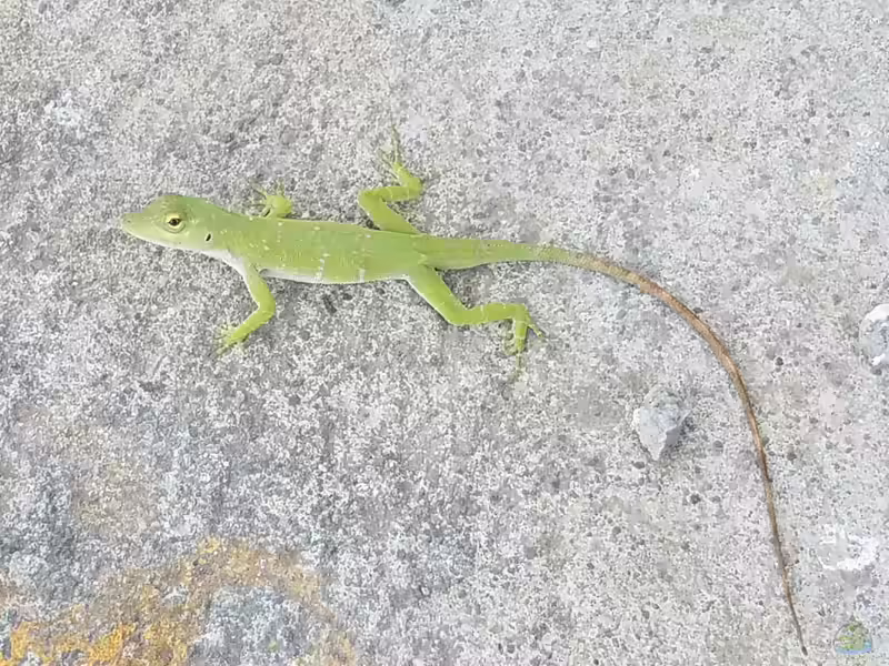 Anolis biporcatus im Terrarium halten (Eirichtungsbeispiele für Grüner Baumanolis)