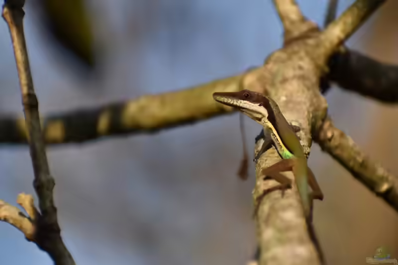 Anolis hendersoni im Terrarium halten (Einrichtungsbeispiele mit Hendersons-Anolis)