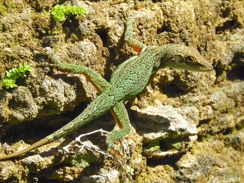 Anolis leachii im Terrarium halten (Einrichtungsbeispiele mit Leachs Anolis)