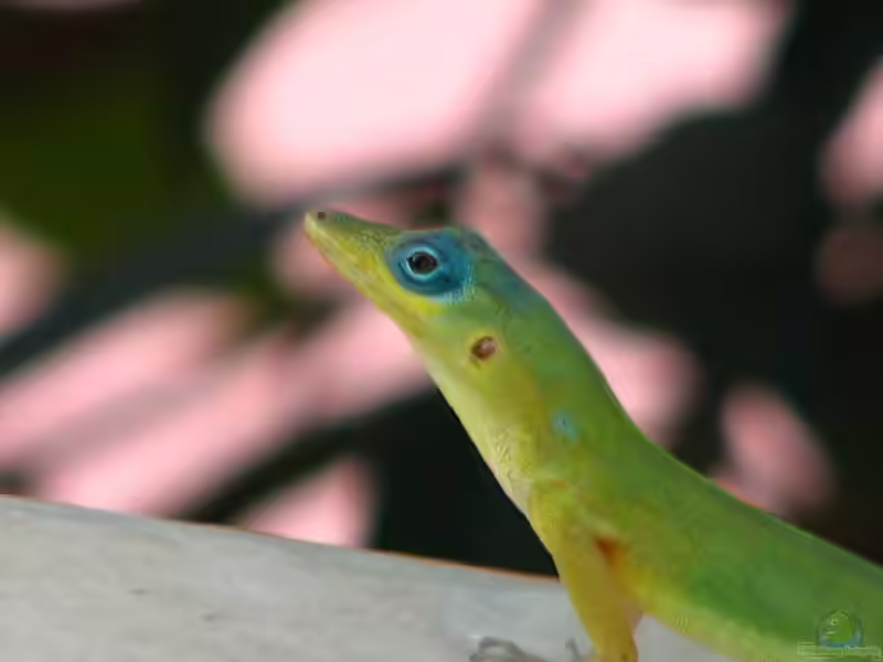 St. Vincent-Anolis im Terrarium halten (Einrichtungsbeispiele für Anolis trinitatis)