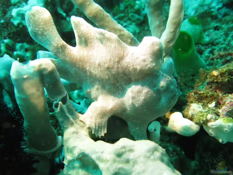Antennarius commerson im Aquarium halten (Einrichtungsbeispiele für Commersons Anglerfisch)