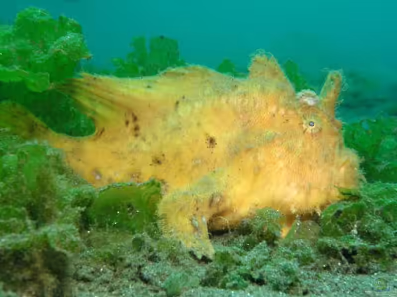 Antennarius hispidus im Aquarium halten (Einrichtungsbeispiele für Zottiger Anglerfisch)