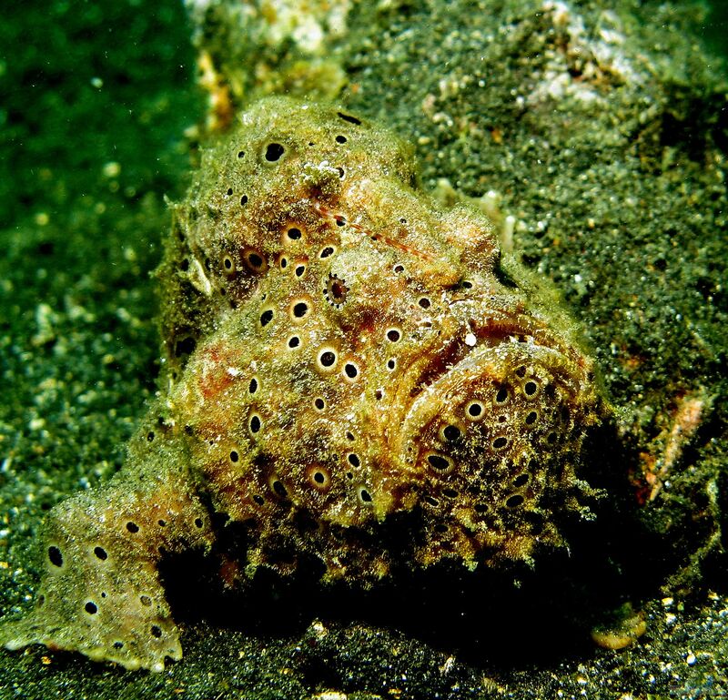 Antennarius pictus im Aquarium halten (Einrichtungsbeispiele für Rundflecken-Anglerfisch)