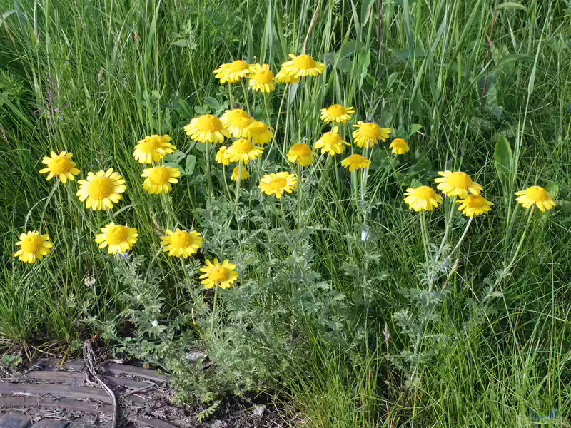 Anthemis tinctoria im Garten pflanzen (Einrichtungsbeispiele mit Färberkamille)