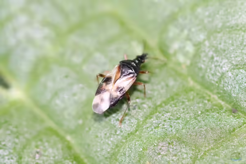 Anthocoris nemorum im Garten (Einrichtungsbeispiele mit Gemeine Blumenwanze)