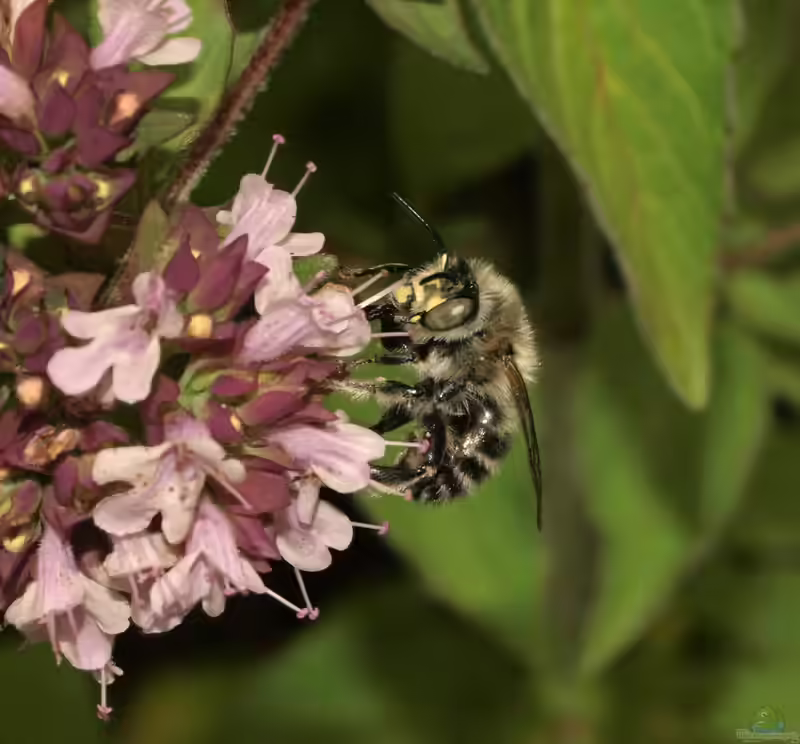 Anthophora quadrimaculata im Garten (Einrichtungsbeispiele mit Vierfleck-Pelzbiene)