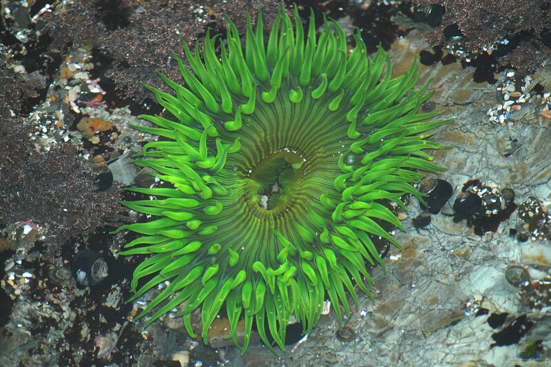 Anthopleura sola im Aquarium halten (Einrichtungsbeispiele für Sonnen-Anemone)  - Anthopleura-solaaquarium