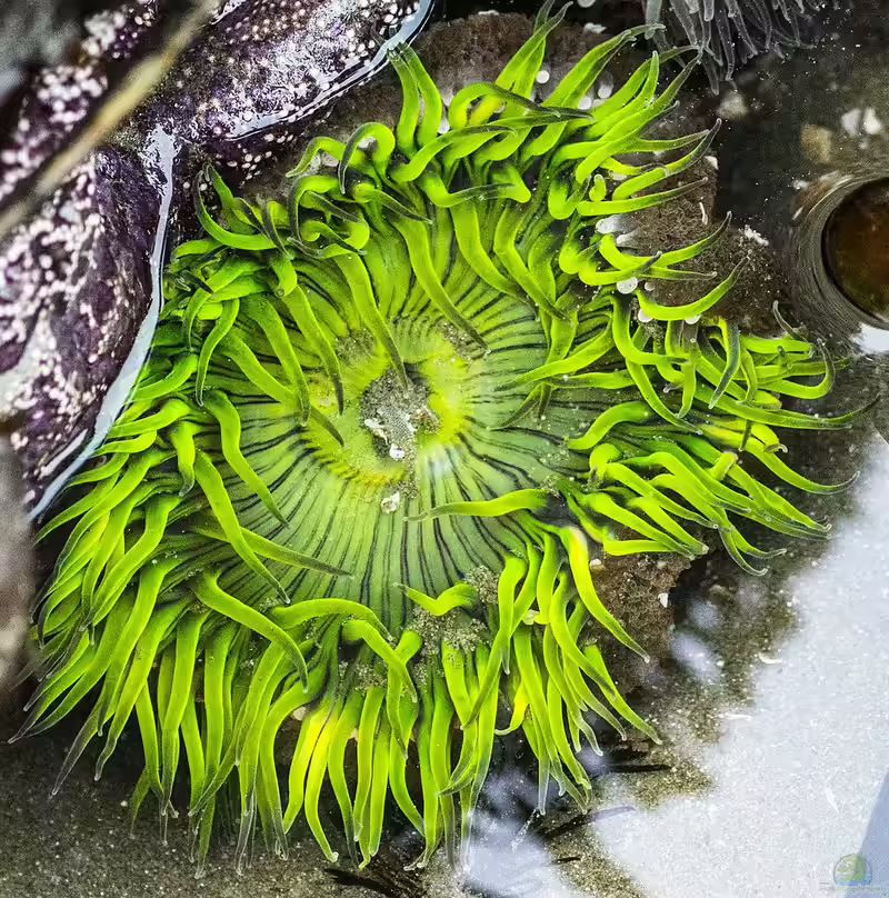 Anthopleura xanthogrammica im Aquarium halten (Einrichtungsbeispiele für Grüne Riesenanemone)