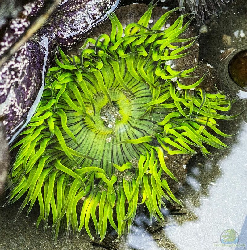 Anthopleura xanthogrammica im Aquarium halten (Einrichtungsbeispiele für Grüne Riesenanemone)