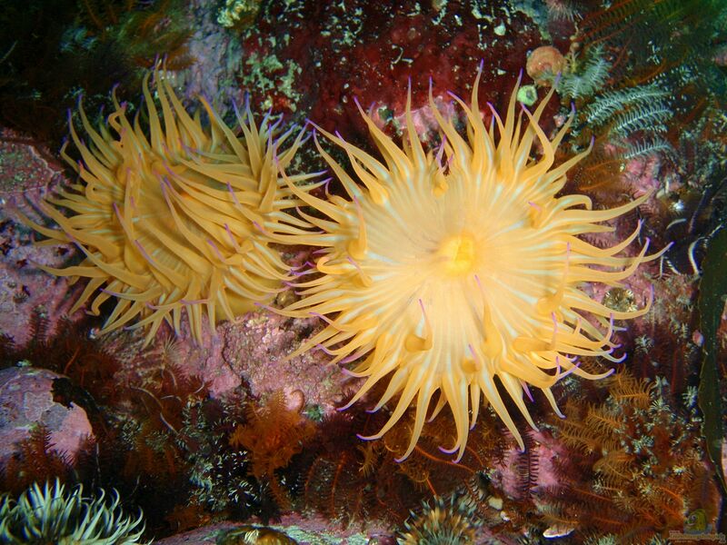 Anthothoe chilensis im Aquarium halten (Einrichtungsbeispiele für Weiße Stech-Anemone)