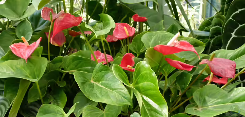 Anthurium andraeanum im Terrarium pflanzen (Einrichtungsbeispiele mit Große Flamingoblume)