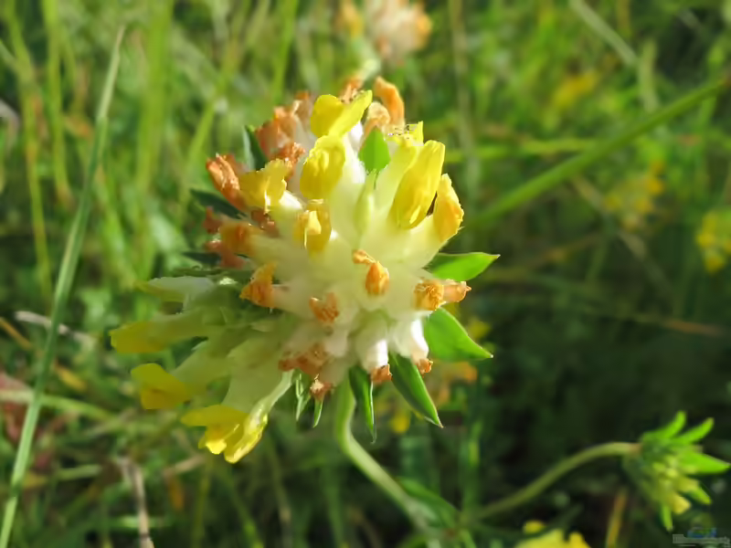 Anthyllis vulneraria im Garten pflanzen (Einrichtungsbeispiele mit Gewöhnlicher Wundklee)