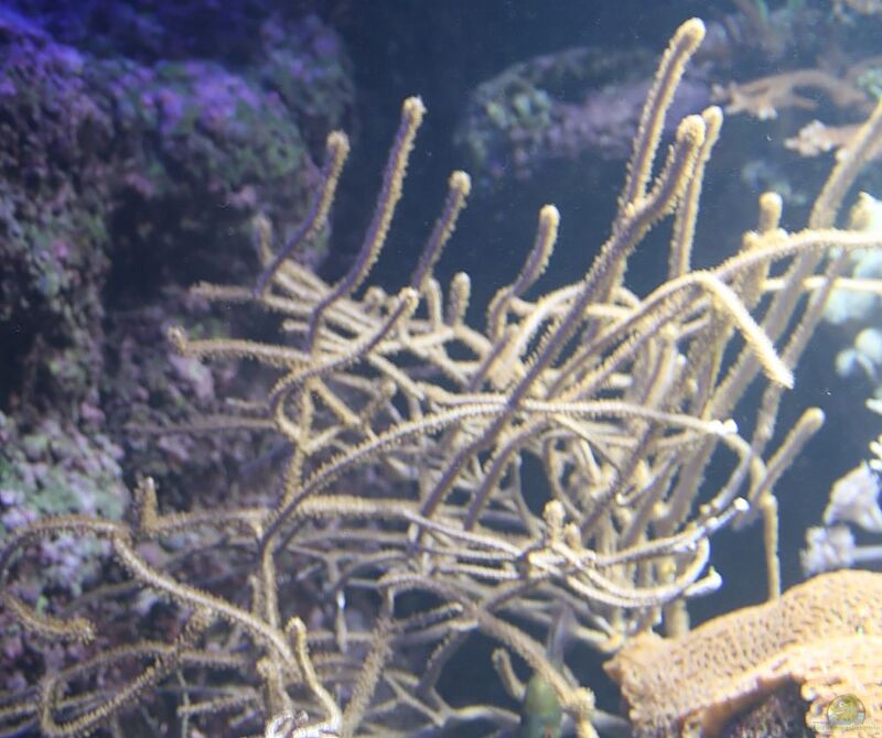 Antillogorgia bipinnata im Aquarium halten (Einrichtungsbeispiele für Blaue Meerfeder)
