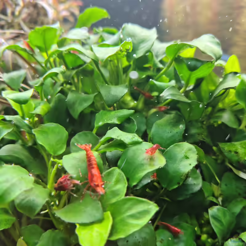 Anubias im Aquarium: Robuste Aquarienpflanze für naturnahe Unterwasserlandschaften (Einrichtungsbeispiele mit Speerblatt)