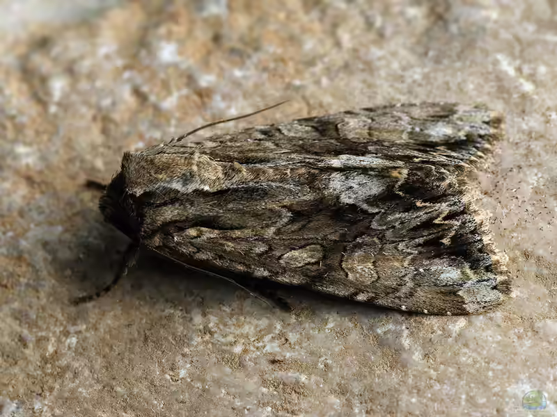 Apamea monoglypha im Garten (Einrichtungsbeispiele mit Waldrasen-Graswurzeleule)