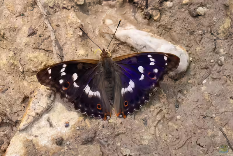 Apatura ilia im Garten (Einrichtungsbeispiele mit Kleiner Schillerfalter)