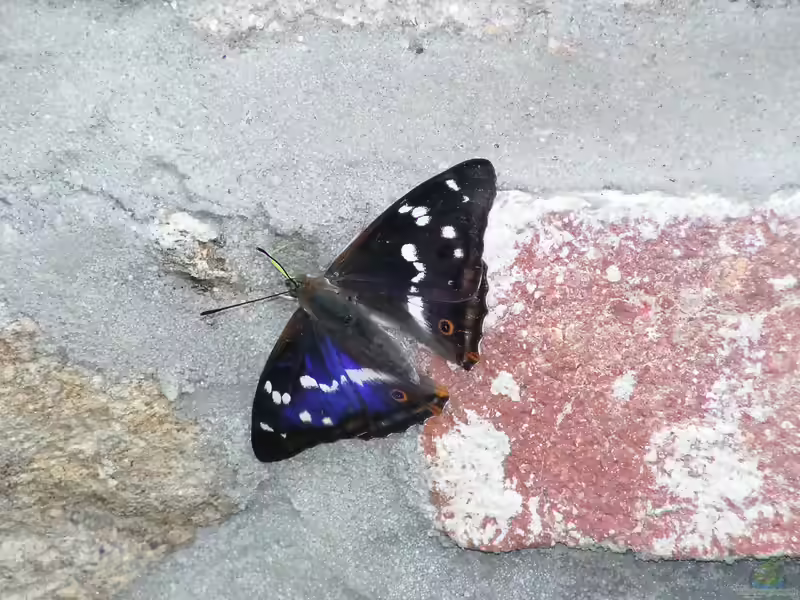 Großer Schillerfalter im Garten (Einrichtungsbeispiele mit Apatura iris)