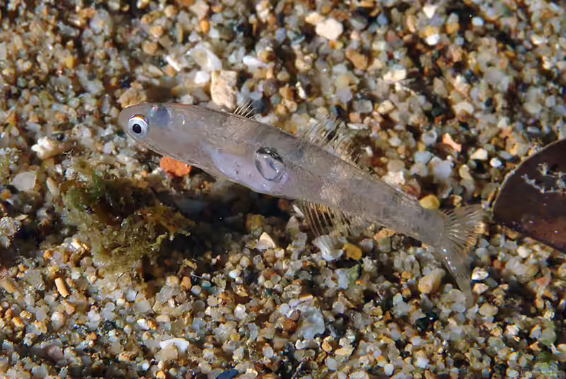 Aphia minuta im Aquarium halten (Einrichtungsbeispiele für Glasgrundel)
