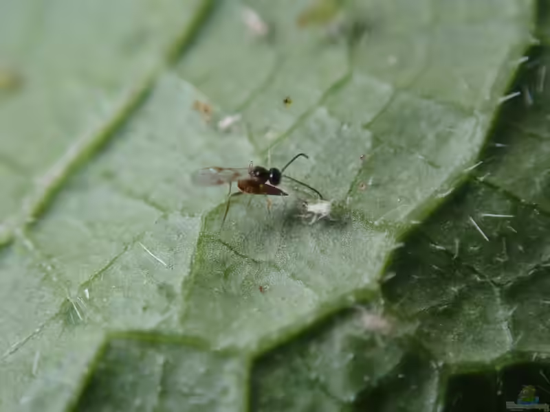 Aphidius colemani im Gartenteich halten (Einrichtungsbeispiele mit Schlupfwespe)