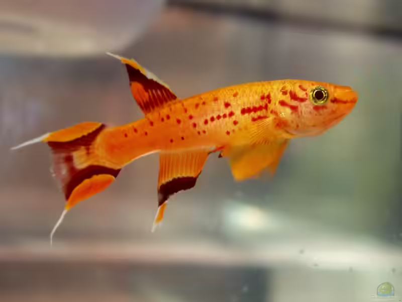 Aphyosemion australe im Aquarium halten (Einrichtungsbeispiele mit Prachtkärpfling)