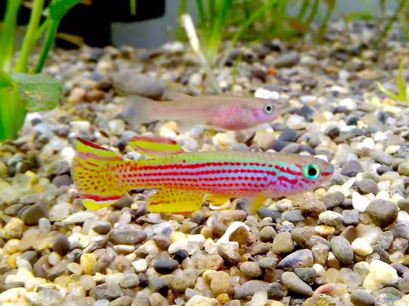 Aphyosemion striatum im Aquarium halten (Einrichtungsbeispiele mit Gestreifter Prachtkärpfling)
