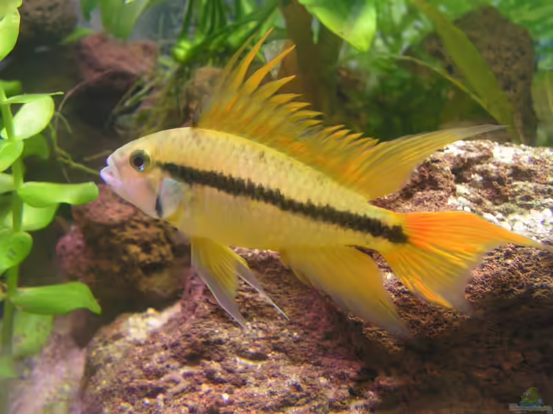 Apistogramma cacatuoides im Aquarium halten (Einrichtungsbeispiele mit Kakadu-Zwergbuntbarsche)