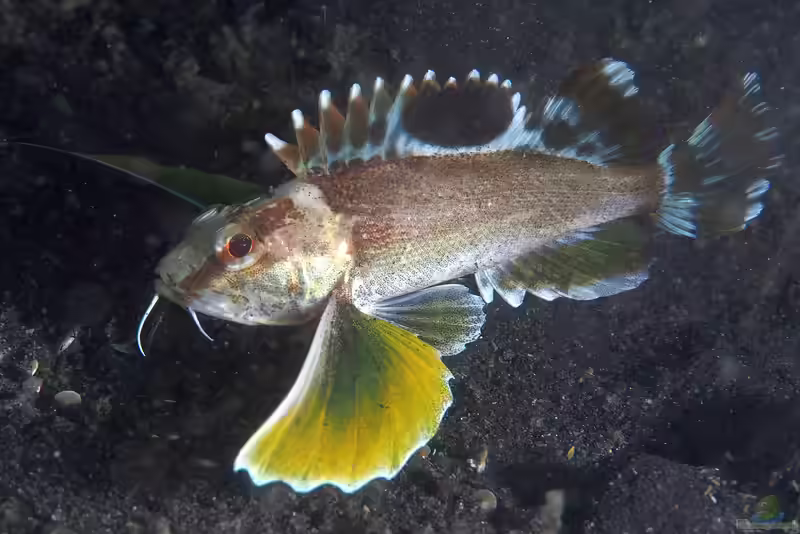 Apistus carinatus im Aquarium halten (Einrichtungsbeispiele mit Bärtiger Wespenfisch)