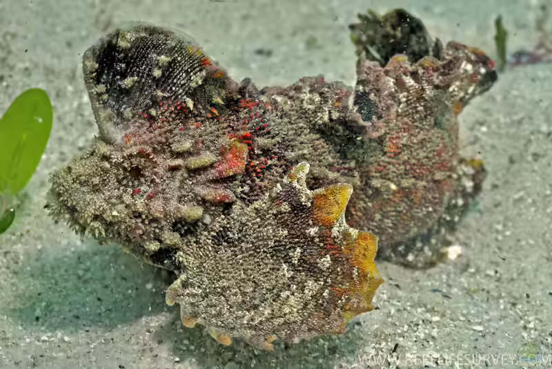 Apistus carinatus im Aquarium halten (Einrichtungsbeispiele mit Südlicher Samtfisch)