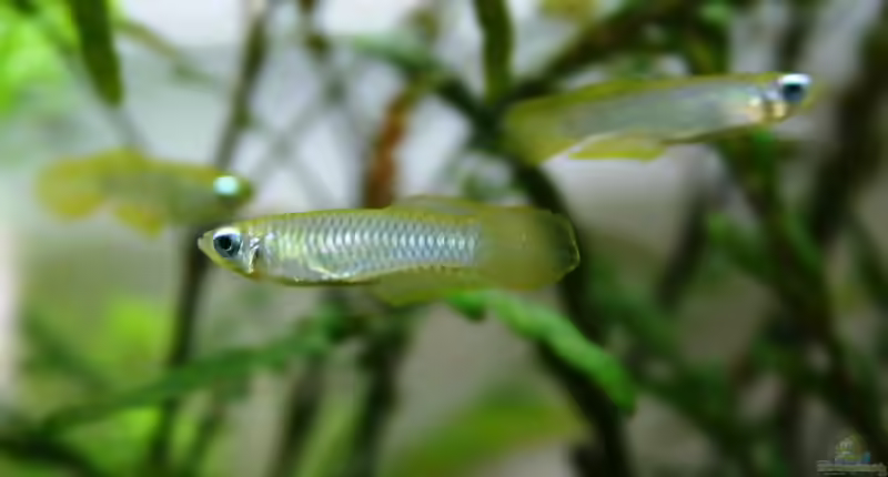 Aplocheilichthys: Leuchtaugenfische mit feinem Charakter (Einrichtungsbeispiele mit Aplocheilichthys-Arten)