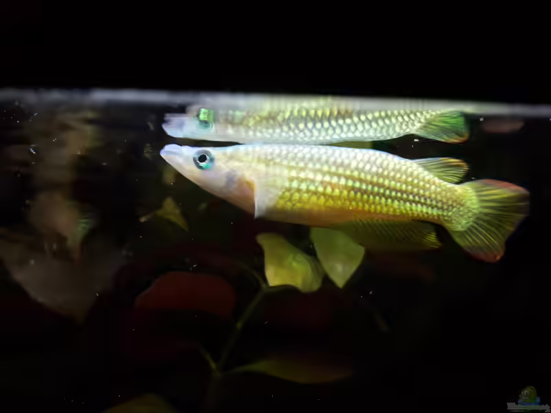Aplocheilus lineatus im Aquarium halten (Einrichtungsbeispiele mit Streifenhechtling)