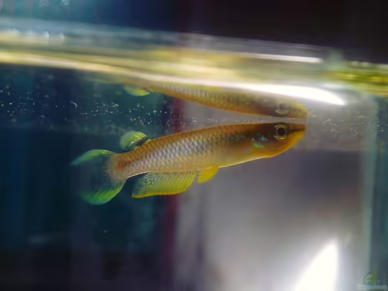 Aplocheilus panchax im Aquarium halten (Einrichtungsbeispiele für Aplocheilus panchax)