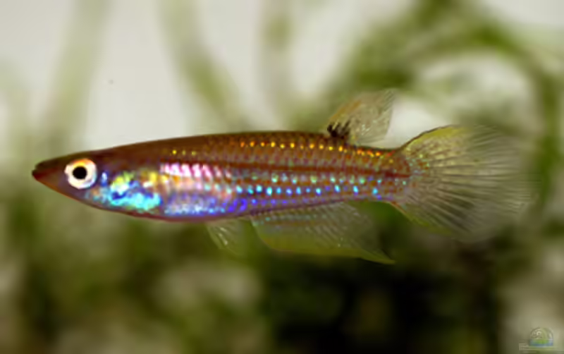 Aplocheilus parvus im Aquarium halten (Einrichtungsbeispiele für Aplocheilus parvus)