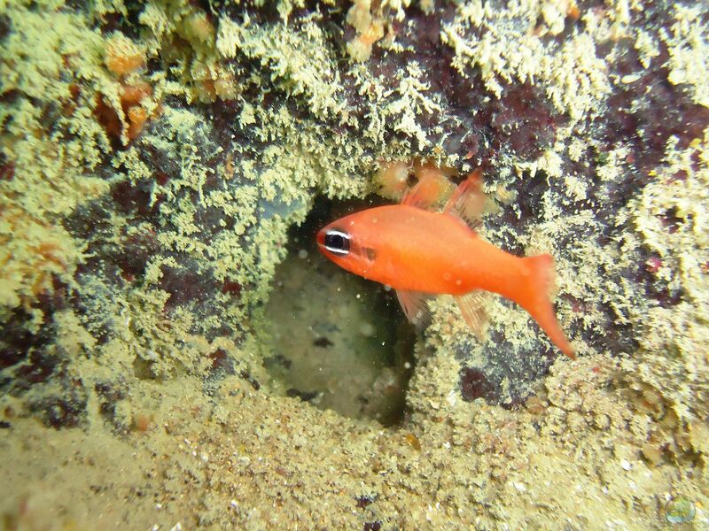 Apogon americanus im Aquarium halten (Einrichtungsbeispiele für Brasilianischer Kardinalfisch)