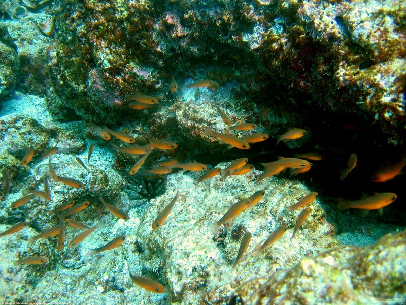 Apogon atradorsatus im Aquarium halten (Einrichtungsbeispiele für Schwarzflossen Kardinalfisch)  - Apogon-atradorsatusaquarium
