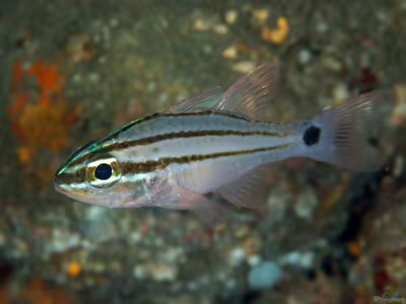 Apogon fukuii im Aquarium halten (Einrichtungsbeispiele für Fukuii Kardinalbarsch)